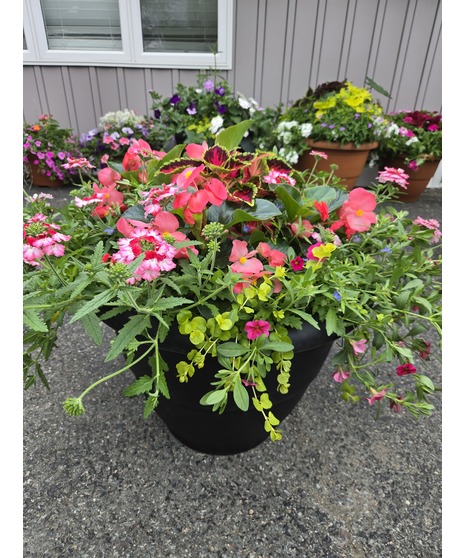 Patio Pots -Limited Time