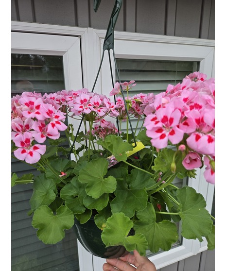 Hanging Baskets- Limited Time