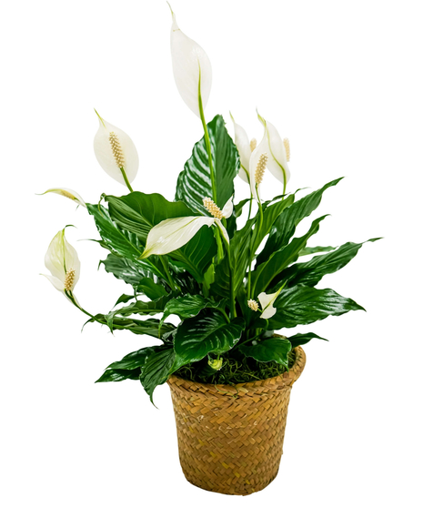Peace Lily Basket - Small