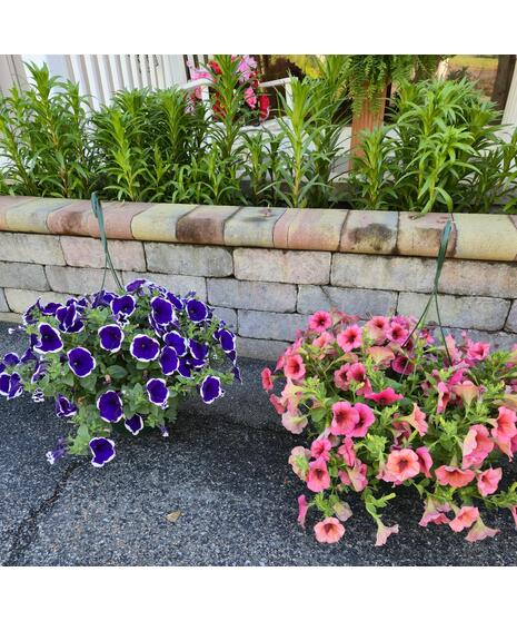 Hanging Baskets- Limited Time