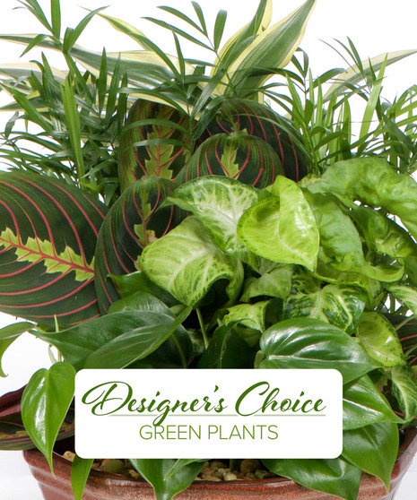 Green Plant - Designer's Choice